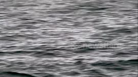 Unexpected Orca Display Amazes Witnesses During Training Session in St Margaret's Hope, Uk