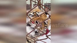 Endangered Siberian tiger cub gets tongue stuck to freezing-cold fence