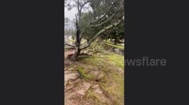 Afternoon nor'easter unleashes havoc: Myrtle Beach's Inverness area hit by the storm