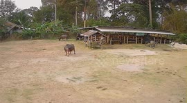 Panicked buffalo drags cart around farm when its leash tangles with wheels