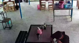 Huge cobra slithers through restaurant inches from customer