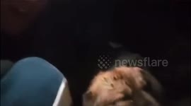 University students comfort tearful trembling stray dog as 6.2-magnitude earthquake occurs in China