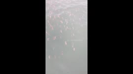 Hundreds of crabs migrate together through sea in China