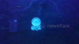 Jellyfish spins round while lighting up in different colours
