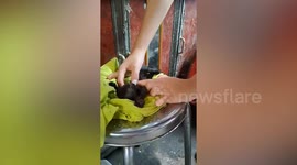 Woman saves unconscious kitten with CPR
