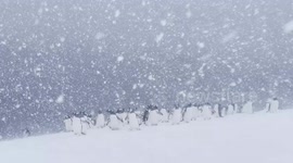 Remarkable footage captures hardy penguins braving snow in Antarctica