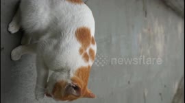 Locals charmed by stray cat named Tea Leaf with paw pattern on her back