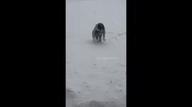 Snowy Struggles: College Student Crawls on Deep Snow in Eastern China