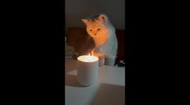 Curious cat catches candle flame causing fur burnt in northern China