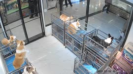 Cute corgis give warm welcomes to passing shoppers at Chinese pet store