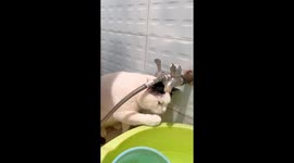 Cat’s peculiar drinking way of catching droplets leaking from faucet in China