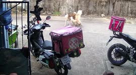 Peacemaker pet cat stops dogs from fighting