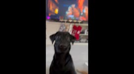 Black Lab Jitters For Ball