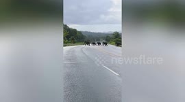 Elephant family crosses road together with offspring
