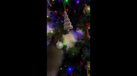Walter's First Christmas