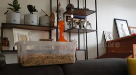 Rabbit Shares Stolen Treats