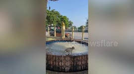 Playful monkeys jump into pool from hanging bridge between park trees