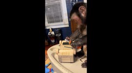 Capuchin Monkey Is Hard at Work
