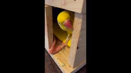 Indian Ringneck Parrots Are Going to Be Parents