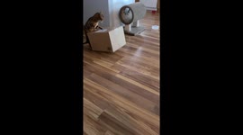 Cat Pushes Boxes Around
