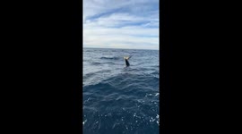 Baby Orca Shows Off Its Tail