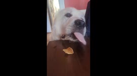 Dog Struggles to Eat a Chip