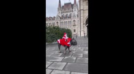 Budapest public are massive fans of French bulldog donning Santa costume