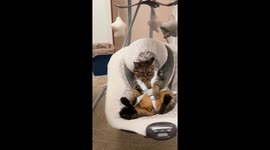 Cat Tests The Baby Swing