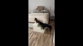 Teamwork Helps Dachshund Puppy Up Steps