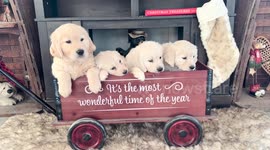 Puppy Wagon