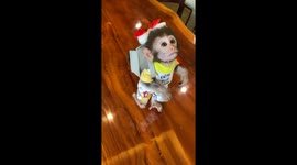 Adorable 1-year-old monkey strolls on two legs carrying a bag