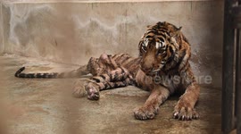 Wildlife team save 53 tigers and leopards in 'largest ever rescue operation in Thailand'