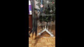 Playful cat is PAWrplexed after its best efforts to tear down Christmas tree fail!
