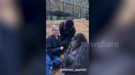 Woman feeds treats to pair of gorillas she's known since birth