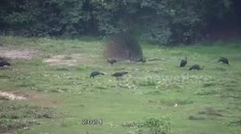 Peacock fans out tail feathers in spectacular courtship dance to woo mates