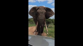 'Hey!' Motorist wards off curious elephant scraping their car with tusks
