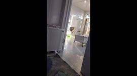 Resilient dog 'Bunny' inspires with joyful response in northern China’s home