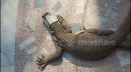 Rescue team remove tin can stuck on monitor lizard's head in India
