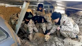 Golden retriever freed after 30 hours in quicksand following China's Gansu earthquake
