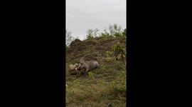 Battle for survival: warthog's tenacious struggle against leopard in Sabi Sands