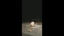 Texas hero rescues frog trapped in tiny hole