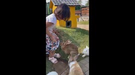 3-year-old's rabbit encounter: moments of fear and courage