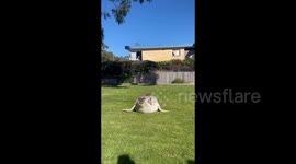 Giant seal takes a stroll and sunbathes at Kingston Beach, Tasmania