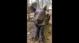 Restful grazing: tapir feeding at Wildlife World Zoo