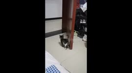 Sneaky delight: Xinjiang kitten's adorable surprise pounce on owner's shoes