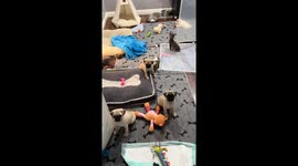 Pug Puppies And Kittens Play Together