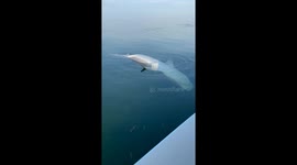 Tiger Shark Floats Belly-Up in Trance-Like State