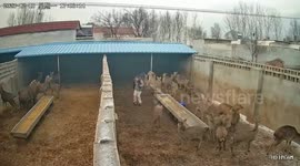 Deer pins woman to the wall and hits her with its front hooves as she screams for help