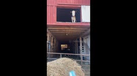 Rose The Climbing Calf