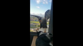Crested Caracaras Can't Reach Chill Cat